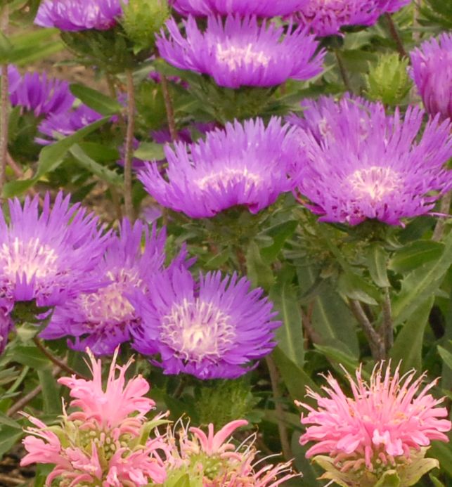 Honeysong Purple Stokes Aster Natorp's Online Plant Store